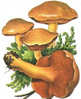 Bolet poivré. Dessin. Cliquer pour agrandir l'image.