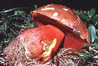 Bolet rouge sang. Cliquer pour agrandir l'image.