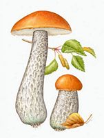 Bolet roux. Dessin. Cliquer pour agrandir l'image.
