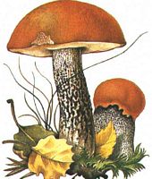 Bolet roux. Dessin. Cliquer pour agrandir l'image.