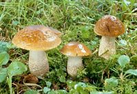 Bolet rude des charmes. Cliquer pour agrandir l'image.