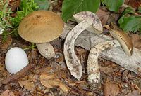 Bolet rude des charmes. Cliquer pour agrandir l'image.