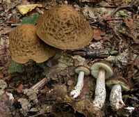 Bolet rude des charmes. Cliquer pour agrandir l'image.