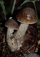 Bolet rude des charmes. Cliquer pour agrandir l'image.