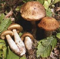 Bolet rude des charmes. Cliquer pour agrandir l'image.