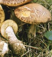 Bolet rude des charmes. Cliquer pour agrandir l'image.
