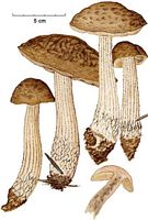 Bolet rude des charmes. Cliquer pour agrandir l'image.