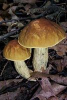 Bolet rude des charmes. Cliquer pour agrandir l'image.