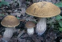 Bolet rude des charmes. Cliquer pour agrandir l'image.