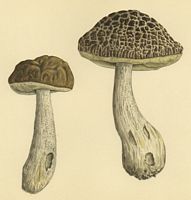 Bolet rude des charmes. Aquarelle. Cliquer pour agrandir l'image.