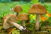 Bolet rude des charmes. Cliquer pour agrandir l'image.