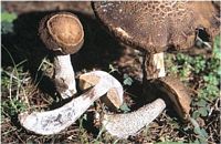 Bolet rude des charmes. Cliquer pour agrandir l'image.