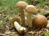 Bolet rude des charmes. Cliquer pour agrandir l'image.