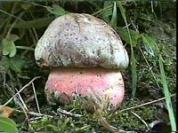Bolet satan. Cliquer pour agrandir l'image.