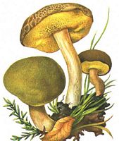 Bolet tomenteux. Dessin. Cliquer pour agrandir l'image.