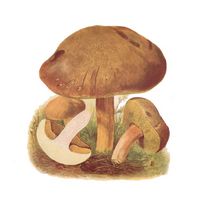 Bolet tomenteux. Dessin. Cliquer pour agrandir l'image.