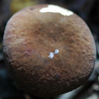 Bolet tomenteux. Revêtement. Cheires de Côme. Cliquer pour agrandir l'image.