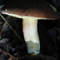Bolet tomenteux. Pied. Cheires de Côme. Cliquer pour agrandir l'image.