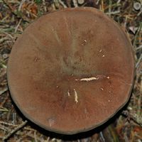 Bolet tomenteux. Revêtement. Cheires de Côme. Cliquer pour agrandir l'image.