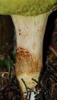Bolet tomenteux. Pied. Cheires de Côme. Cliquer pour agrandir l'image.