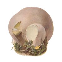 Boviste plombée. Dessin. Cliquer pour agrandir l'image.