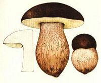 Cèpe bronzé. Dessin. Cliquer pour agrandir l'image.