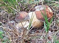 Cèpe bronzé. Cliquer pour agrandir l'image.