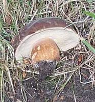 Cèpe bronzé. Cliquer pour agrandir l'image.