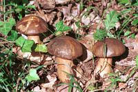 Cèpe bronzé. Cliquer pour agrandir l'image.