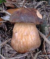 Cèpe bronzé. Cliquer pour agrandir l'image.