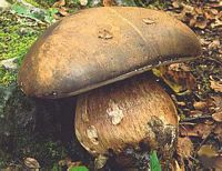 Cèpe bronzé. Cliquer pour agrandir l'image.