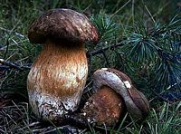 Cèpe bronzé. Cliquer pour agrandir l'image.