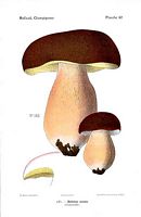 Cèpe bronzé. Dessin d'identification. Cliquer pour agrandir l'image.
