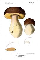 Cèpe de Bordeaux. Dessin d'identification. Cliquer pour agrandir l'image.