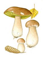 Cèpe de Bordeaux. Dessin. Cliquer pour agrandir l'image.