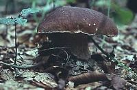 Cèpe des pins. Cliquer pour agrandir l'image.