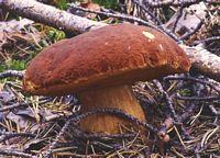 Cèpe des pins. Cliquer pour agrandir l'image.