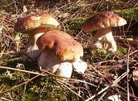 Cèpe des pins. Cliquer pour agrandir l'image.