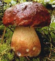 Cèpe des pins. Cliquer pour agrandir l'image.