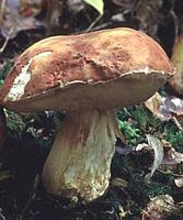 Cèpe des pins. Cliquer pour agrandir l'image.