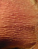 Cèpe des pins. Pores. Cliquer pour agrandir l'image.