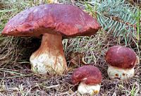 Cèpe des pins. Cliquer pour agrandir l'image.