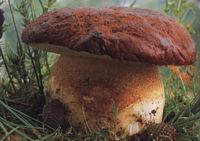 Cèpe des pins. Cliquer pour agrandir l'image.