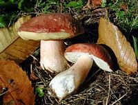 Cèpe des pins. Cliquer pour agrandir l'image.