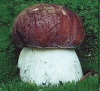 Cèpe des pins. Cliquer pour agrandir l'image.