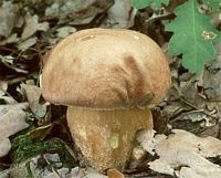 Cèpe d'été. Cliquer pour agrandir l'image.