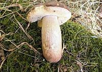 Cèpe d'été. Cliquer pour agrandir l'image.