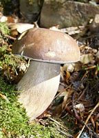 Cèpe d'été. Cliquer pour agrandir l'image.