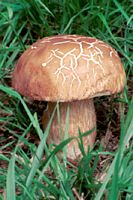 Cèpe d'été. Cliquer pour agrandir l'image.