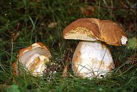 Cèpe d'été. Cliquer pour agrandir l'image.